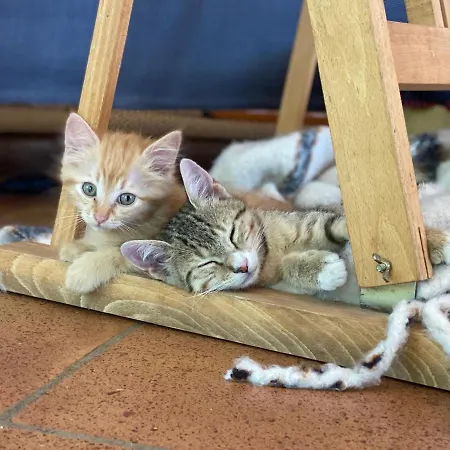 Bed & Breakfast Cote Chenes Verts - D'hotes Viols-en-Laval