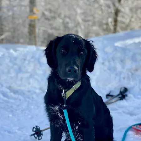 Bed & Breakfast Cote Chenes Verts - D'hotes *