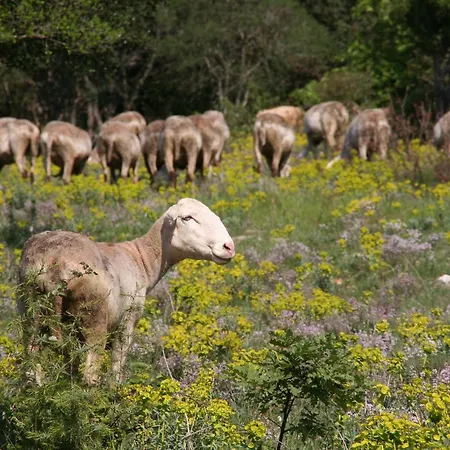 Bed & Breakfast Cote Chenes Verts - D'hotes