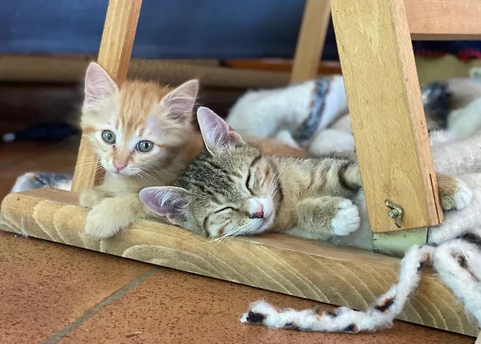 B&B Cote Chenes Verts - D'hotes Viols-en-Laval