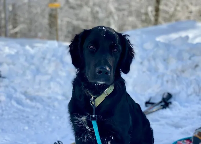 B&B Cote Chenes Verts - D'hotes *